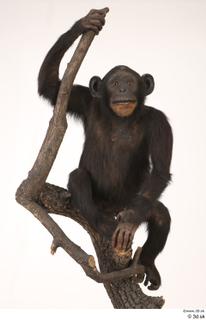  Chimpanzee Bonobo whole body 0001.jpg